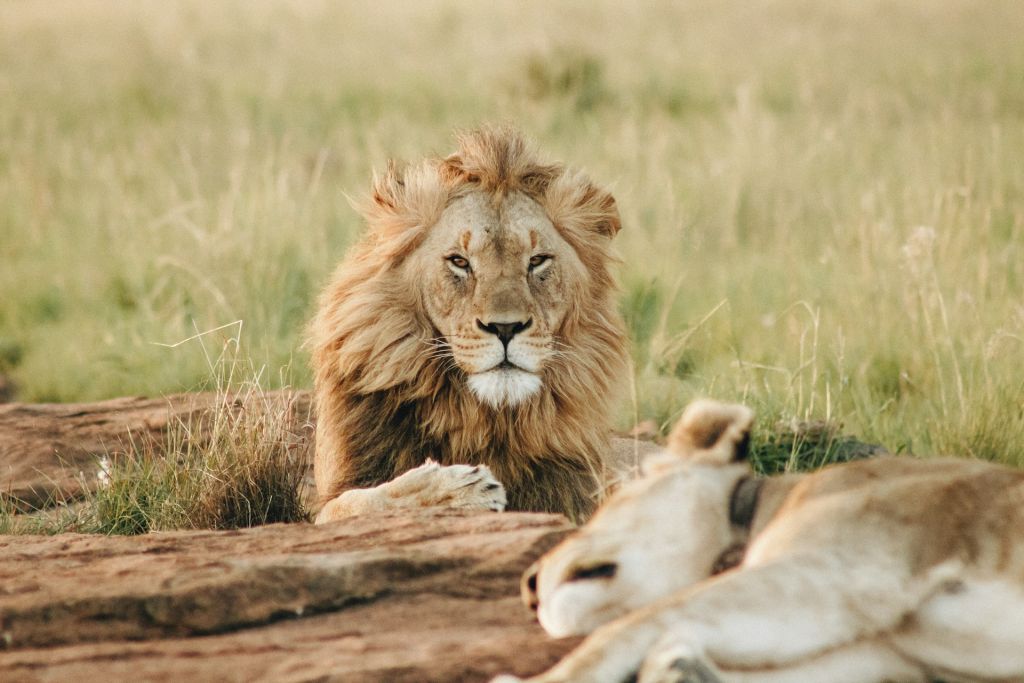 Safari Traveller Trends